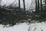 Knut 23 januar 2020 - som da blir 6 mars, og vi ser Rådyret litt til høyre i bilde