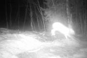 Knut 28 januar 2020 - Hare i Maridalen