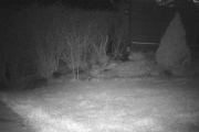 Morten 1 april 2020 - Katt på Høyenhall