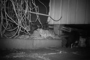 Morten 3 april 2020 - En katt på vei under badegulvet